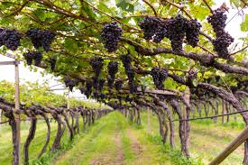 An Introduction To: Trellising and Training Systems - Jeroboams