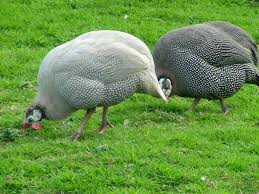 Guinea Fowl Birds That Look Like Turkeys Pin On Peafowl Guinea Fowl And Pheasants