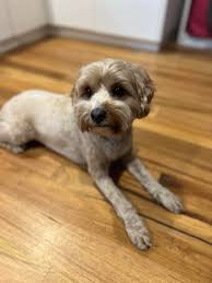 It's raining dogs...