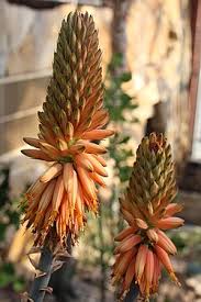 Image result for Aloe rulkensii