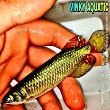 Belanja produk hiasan aquarium aman dan nyaman di tokopedia. Channa Jardini Marulioides