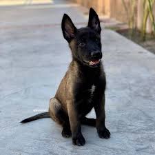 So it probably won't surprise you to learn that cat feet are the foot type that the belgian malinois dog has. A Woman Revealed It Took Days To Get Her 17 Cats And Dogs To Pose Together For A Picture Malinois Puppies Belgian Malinois Puppies Belgian Malinois Dog