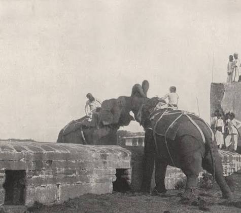 For centuries, elephant fights have been both a symbol of royal grandeur and a subject of artistic fascination. In the courts of Indian maharajas, these battles were staged for celebrations like a