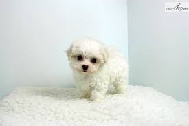 Gorgeous Teacup Maltese Puppies Available Teacup Maltese For Sale Maltese Puppy Teacup Puppies Maltese
