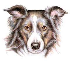 My sister actually has a friend whose parents breed border collies for a living, and they are real pretty dogs. How To Draw A Dog With Color Pencils