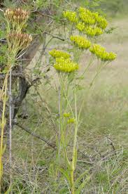 Image result for Kalanchoe brachyloba