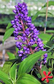 Image result for Dichorisandra