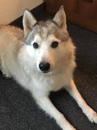 Eight beautiful purebred siberian husky puppies. Homeatlast This Adorable Husky Found In Phoenix Maricopa Is Back Home Thanks To The Good Samaritan That Found Him The Fin Dogs Losing A Dog Funny Animals