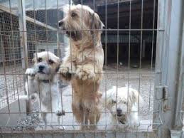 Auf den folgenden seiten finden sie informationen über unsere hunde und darüber hinaus. Pfotenretter Ungarn Hunde Aus Ungarn Suchen Ein Zuhause