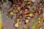 Image result for Drosera burkeana