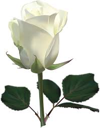 Black And White Rose Transparent Background White Roses Png Images Free Download Flower Pixtures White Rose Png White Rose Pictures Rose Images