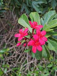 Image result for Jatropha erythropoda