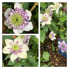 Give your neighbours something to really talk about! Clematis Viennetta Evipo006 Clematis Viennetta Uploaded By Suerichards