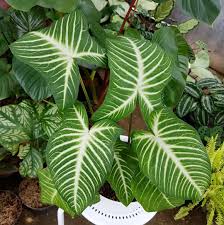 Xantosoma Lindenii Plants Tropical Plants Indoor Plants