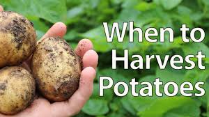 Potatoes are grown as annual plants, with fields planted each spring, and harvested in the fall. How Long Do Potatoes Take To Grow What You Need To Know