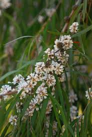 Read gold flower border design png. Agonis Flexuosa Wikipedia