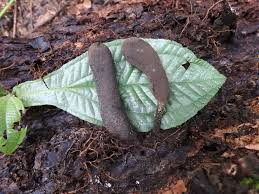 Image result for Gymnosporia oxycarpa