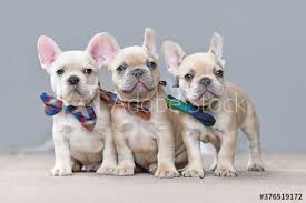 Breeder of quality blue, chocolate and lilac french bulldogs located in texas! Three Adorable Lilac Fawn Colored French Bulldog Dog Puppies Wearing Matching Bowties Sitting Together In Front Of Gray Wall Buy This Stock Photo And Explore Similar Images At Adobe Stock