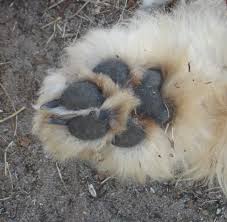 Maybe you would like to learn more about one of these? Why Does My Dog Have Swollen Feet And What Are Some Natural Cures Pethelpful