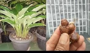 Ünlü ve amatör yazarlardan en güzel manfaat kunyit putih dan kunyit kuning kitapları incelemek ve satın almak için tıklayın. 10 Manfaat Kunyit Hitam Salah Satunya Obat Herbal Penangkal Kanker