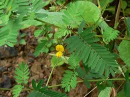 Image result for Smithia