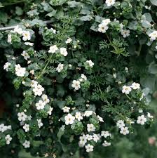 Image result for Bacopa