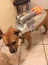 Make An Easy Astronaut Dog Costume Recipe Homemade Dog Halloween Costumes Dog Halloween Costumes Dog Halloween