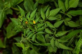 Image result for Bidens biternata