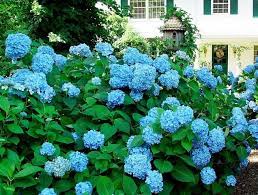 It also makes a memorable combination with flowering perennials or annuals. Growing Hydrangea A Master Class