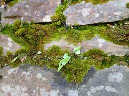 Image result for Rotala tenella