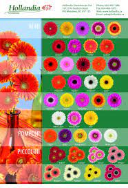 Hollandia Greenhouses 2016 Mini Gerbera Varieties Hollandiagreenhouses Gerberas Gerberadaisies Gerbera Daisy Mini Bananas Gerbera