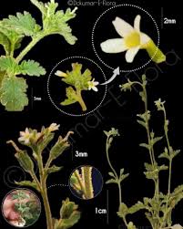 Image result for Jamesbrittenia micrantha