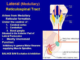 Extrapyramidal Tracts Extra Pyramidal Tracts Include All Motor