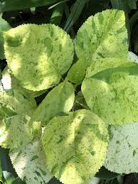 Image result for Acalypha sonderiana
