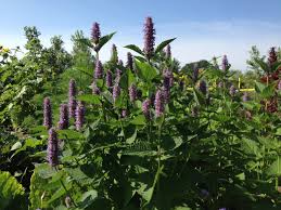 Image result for Anisosepalum