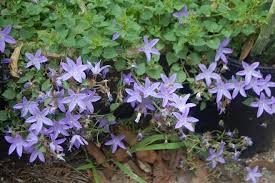 Pacific Horticulture Society Bellflowers Horticulture Shade Plants Magical Garden