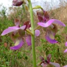 Image result for Eulophia horsfallii
