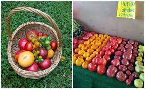 There are a myriad of options your family can enjoy for the. Epic Tomatoes With Craig Lehoullier A Way To Garden