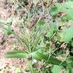 Image result for Rhynchospora corymbosa