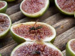 We are here to provide you all the information you need, passionate and committed to assist prospective international students looking to enroll at figs. Figs Are Not Vegan Because They Are Full Of Dead Wasps