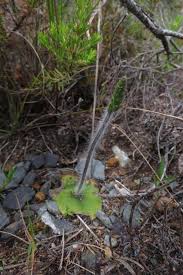 Image result for Holothrix villosa