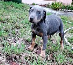 We did not find results for: Doberman Pinscher Puppies For Sale Clermont Fl 348877
