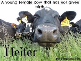 A Heifer Is A Young Female Cow That Has Not Yet Given Birth Dairygood Female Cow Heifer Young Farmers