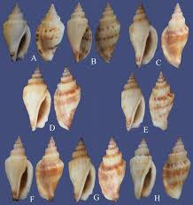 Image result for Canarium