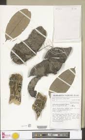 Image result for Anthonotha macrophylla