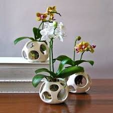 Orchid Pots Miniature Orchids Orchid Pot Orchid Planters