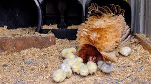 Block off the nesting box. Easy Ways To Break A Broody Hen The Complete List Chickens And More