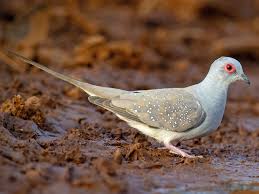 Image result for Dinebra caudata