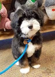 2ndgen Ab Star Bernedoodle Puppy Bernedoodle Cute Dogs