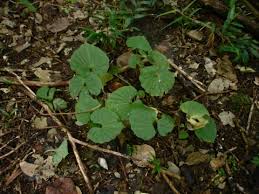 Image result for Nervilia